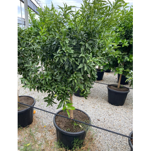 Citrus hystrix