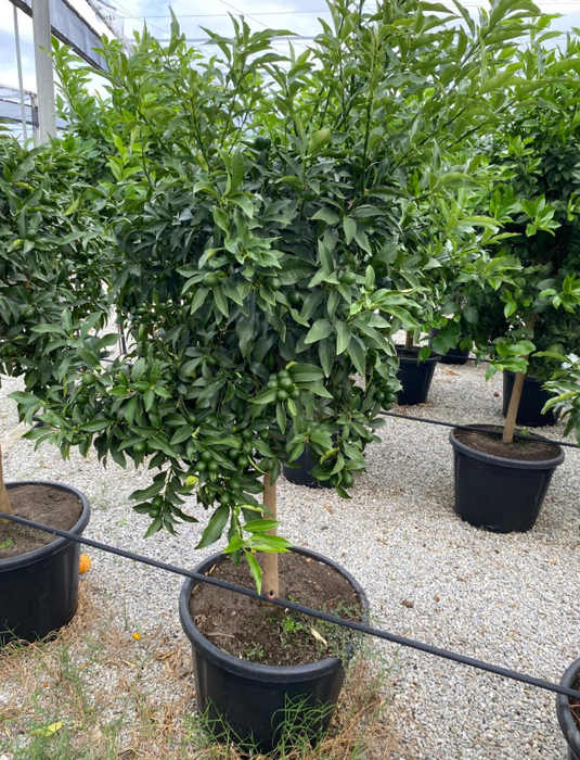 <h4>Citrus hystrix</h4>
