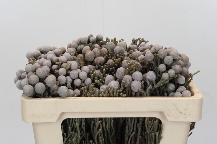 Cape Green Silver Brunia