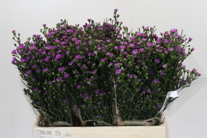 <h4>Aster Baby Pink</h4>