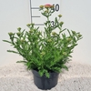 Achillea millefolium