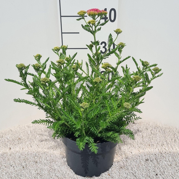 Achillea millefolium