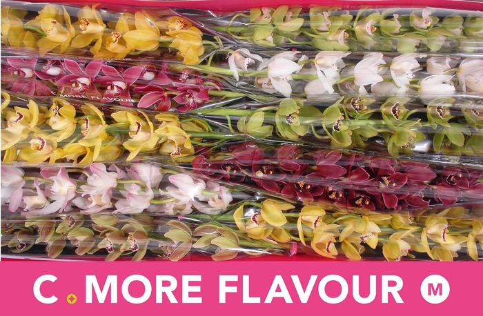 <h4>CYMB MI GEM</h4>