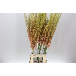 Eremurus Pink Floyd