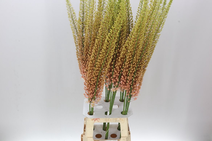 <h4>Eremurus Pink Floyd</h4>