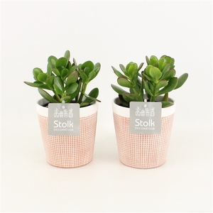 Crassula Ovata in Terracotta