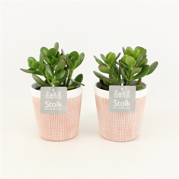 <h4>Crassula Ovata in Terracotta</h4>