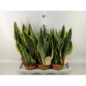 Sansevieria trifa. 'Futura Superba'