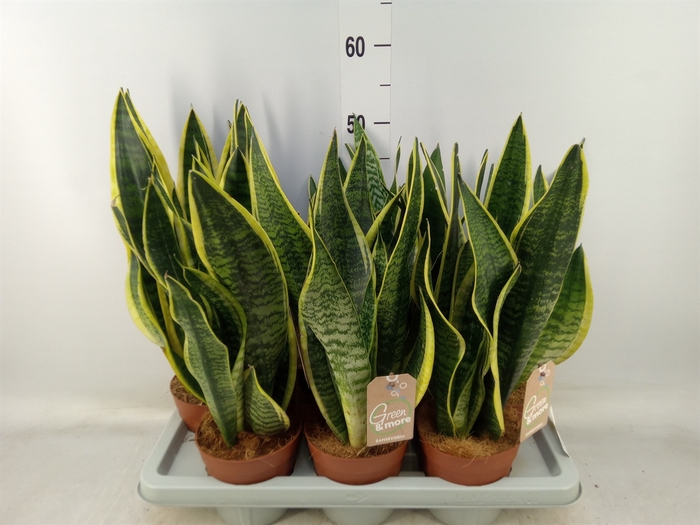 <h4>Sansevieria trifa. 'Futura Superba'</h4>