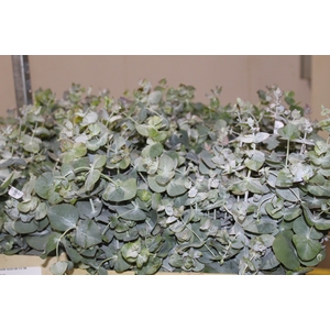 FOLHAGEM EUCAFLOR 070 CM