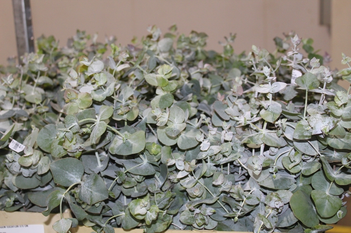 <h4>FOLHAGEM EUCAFLOR 070 CM</h4>