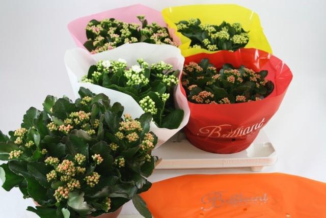 <h4>KAL GE GEM 5 KL</h4>