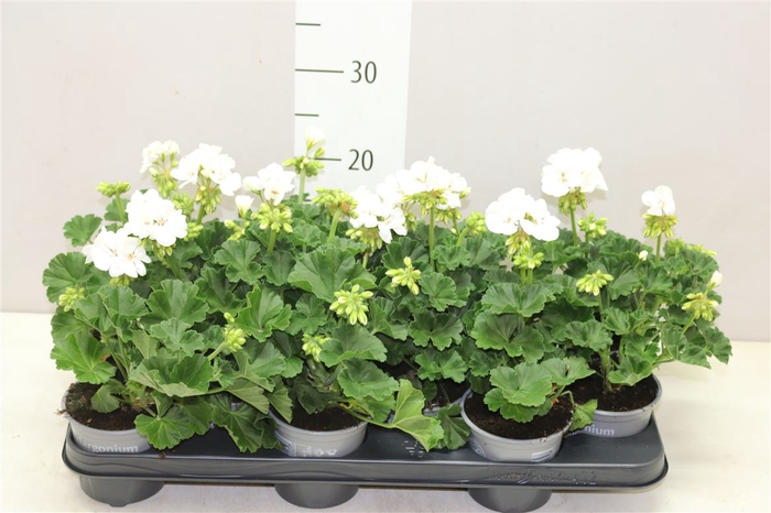 Pelargonium Zonale Wit
