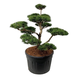 Pinus mugo