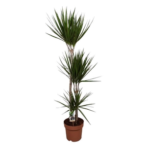 Dracaena Marginata 90-45-15