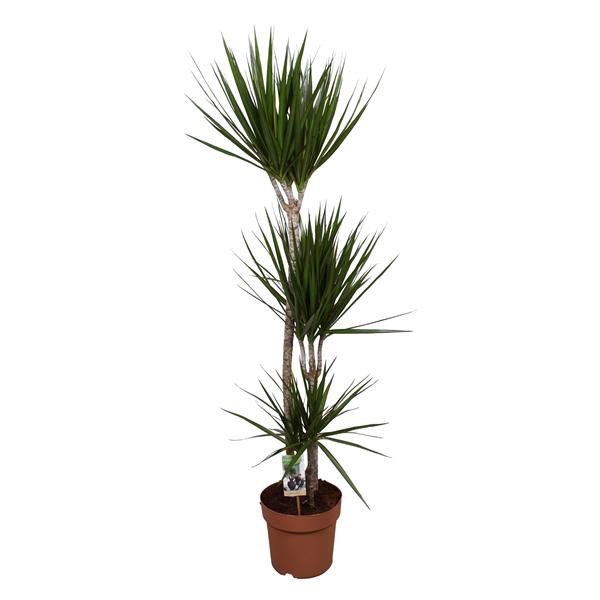 <h4>Dracaena Marginata 90-45-15</h4>