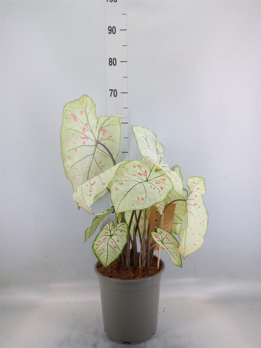 <h4>Caladium   ...</h4>