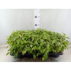 Ficus benja. 'Kinky'