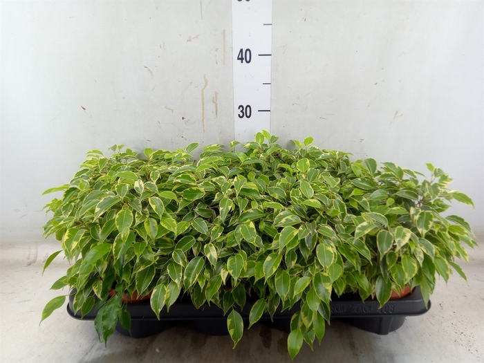 <h4>Ficus benja. 'Kinky'</h4>