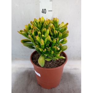 Crassula ovata 'Horn Tree'