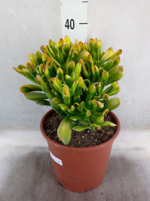 <h4>Crassula ovata 'Horn Tree'</h4>