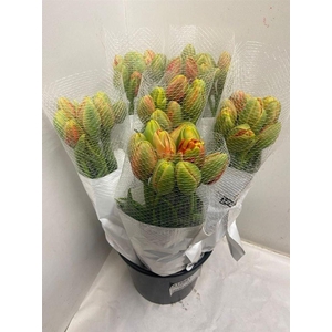 Tu Du Princes Unique