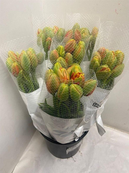 <h4>Tu Du Princes Unique</h4>