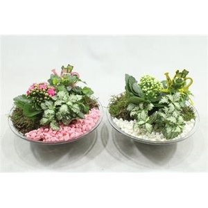 5604 Glas 25 Roze/wit