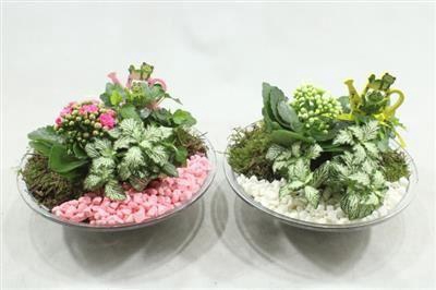 5604 Glas 25 Roze/wit