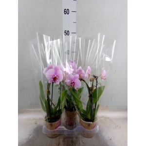 Phalaenopsis  'Elegant Cascade'