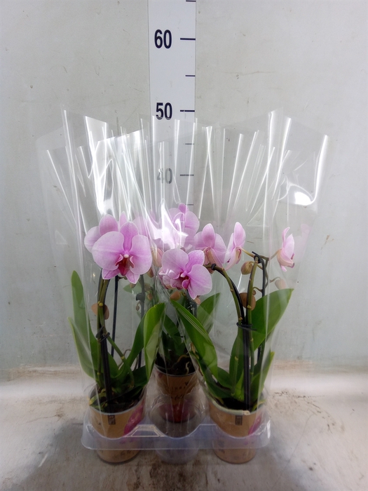 <h4>Phalaenopsis  'Elegant Cascade'</h4>