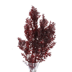 Pres Ruscus Soft Bleached Bordeaux Per Stem