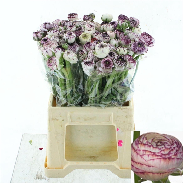 <h4>RAN ANDREA CAPPUCCIN</h4>