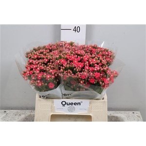 Kalanchoe  'Sensual Pink Meadow'