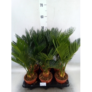 Cycas revoluta