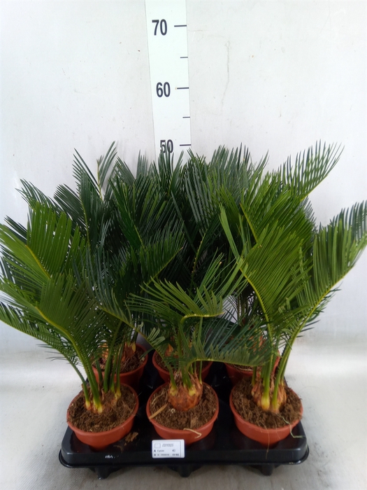 <h4>Cycas revoluta</h4>