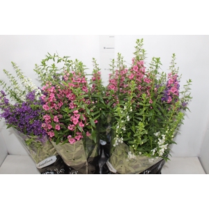 ANGELONIA P14 VARIADO