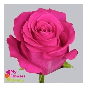 R Gr Pink Floyd! Hot Pink 60cm EC