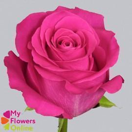 <h4>R Gr Pink Floyd! Hot Pink 60cm EC</h4>