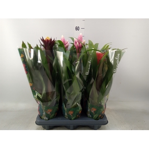 Guzmania   ...mix