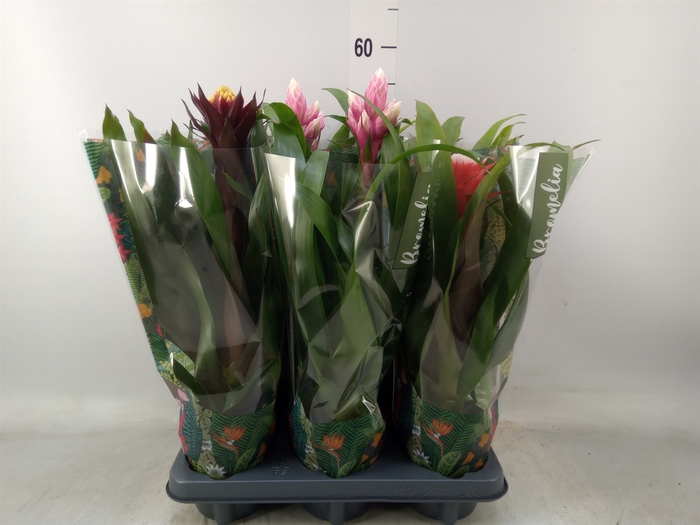 <h4>Guzmania   ...mix</h4>