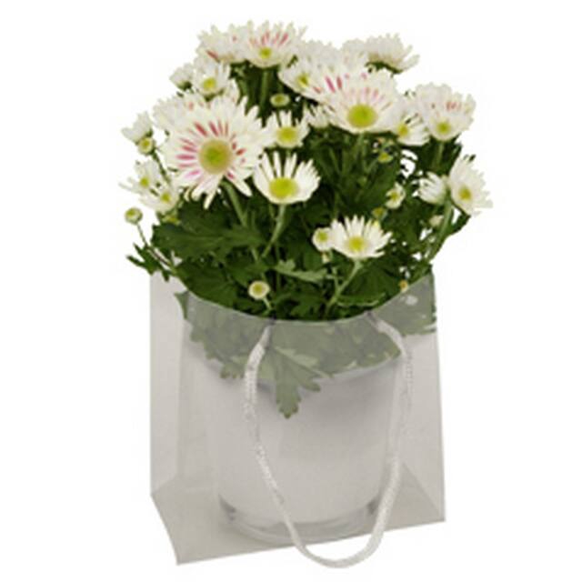 <h4>Bag Luxury PP 16x8xH16cm transparent 20/pack</h4>