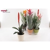 Bromelia Gem
