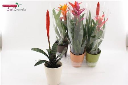 Bromelia Gem