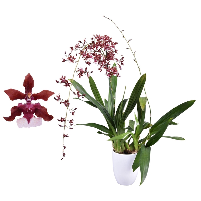 <h4>Oncidium</h4>