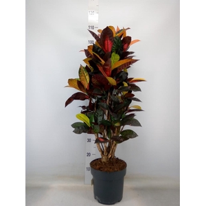 Codiaeum var. KL 'Mrs Iceton'