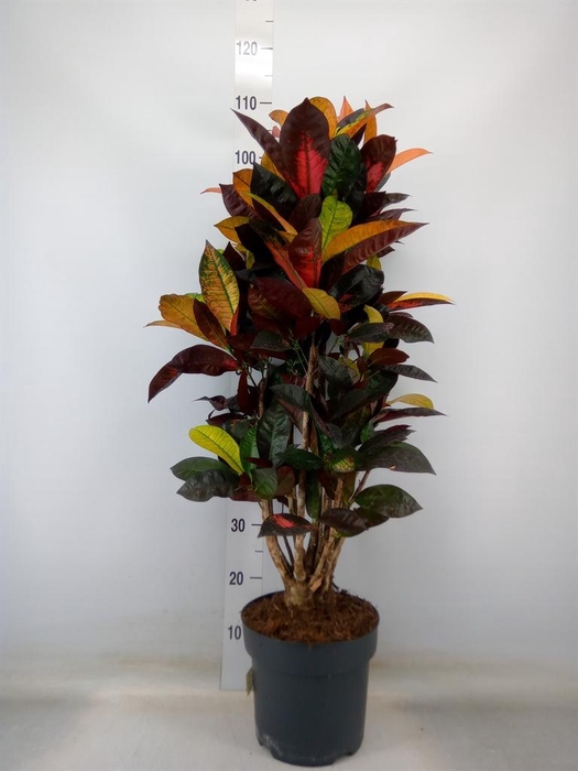 <h4>Codiaeum var. KL 'Mrs Iceton'</h4>