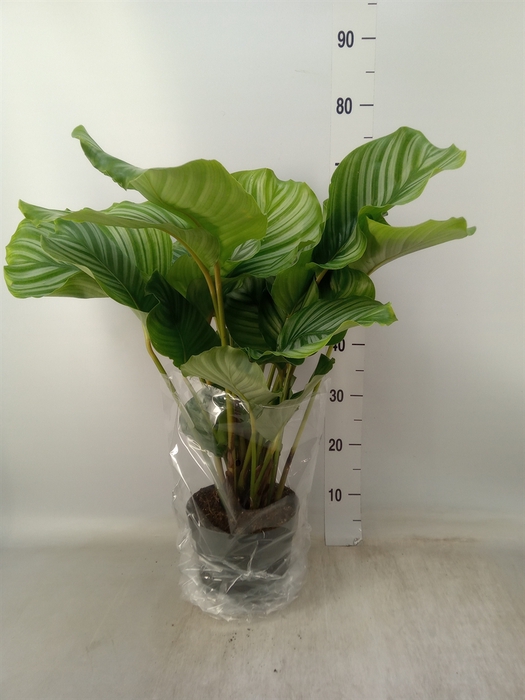 <h4>Calathea orbifolia</h4>