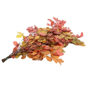 Bunch Fagus Preserved Autumn Mix 150gr L80