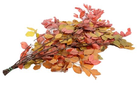 <h4>Bunch Fagus Preserved Autumn Mix 150gr L80</h4>